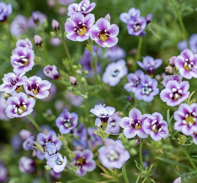 Bird's Eyes Seeds - 1000 Seeds - Gilia Tricolor - Vibrant Annual Flower - Pollinator Friendly - USA Seller