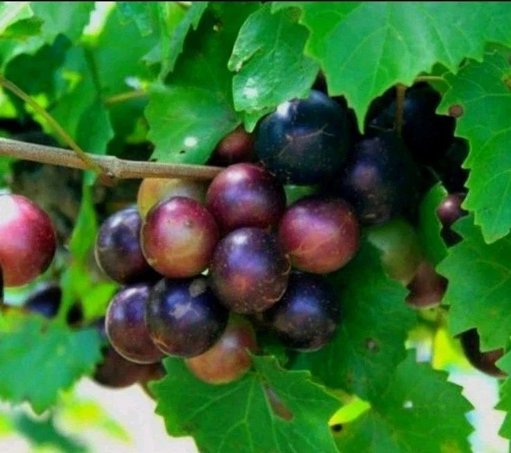 Muscadine Grape Plant Cuttings - 10 Total (5 Male + 5 Female) - Vitis rotundifolia - Southern Native Wild Fruit