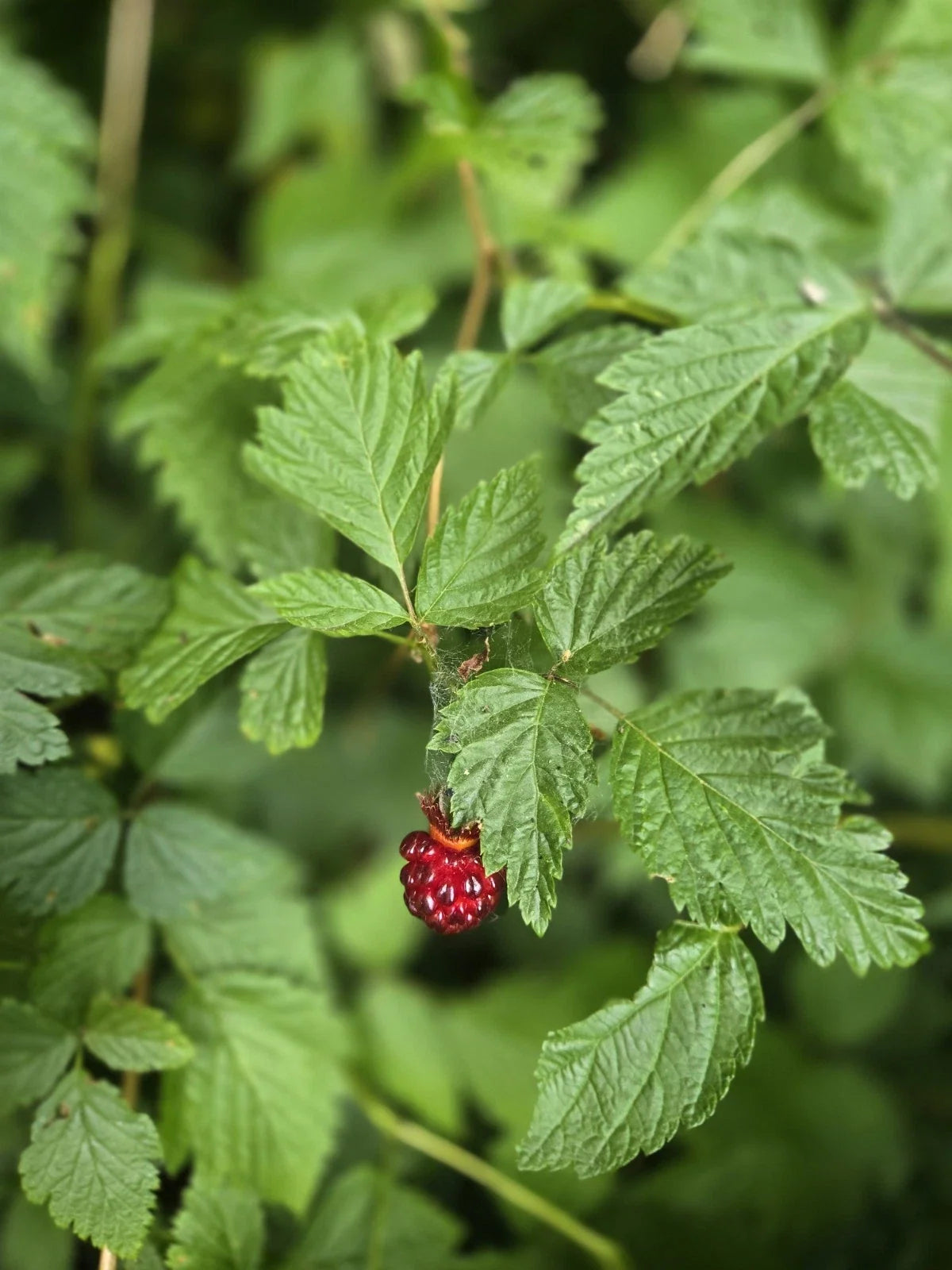 Live Salmonberry Plant Bare Root - Rubus Spectabilis - Edible Berry Bush for Gardens - PNW Grown