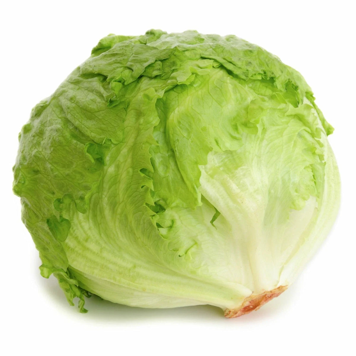 Iceberg Lettuce Seeds | Heirloom Non-GMO | Crisp Green Variety | Lactuca sativa | 200 Seeds for Home Gardening