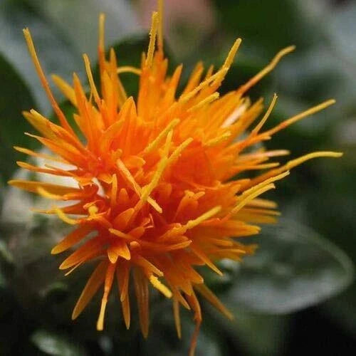 Safflower Seeds 300 ct Yellow Orange Flower Carthamus Tinctorius Pollinator Friendly Garden Plant