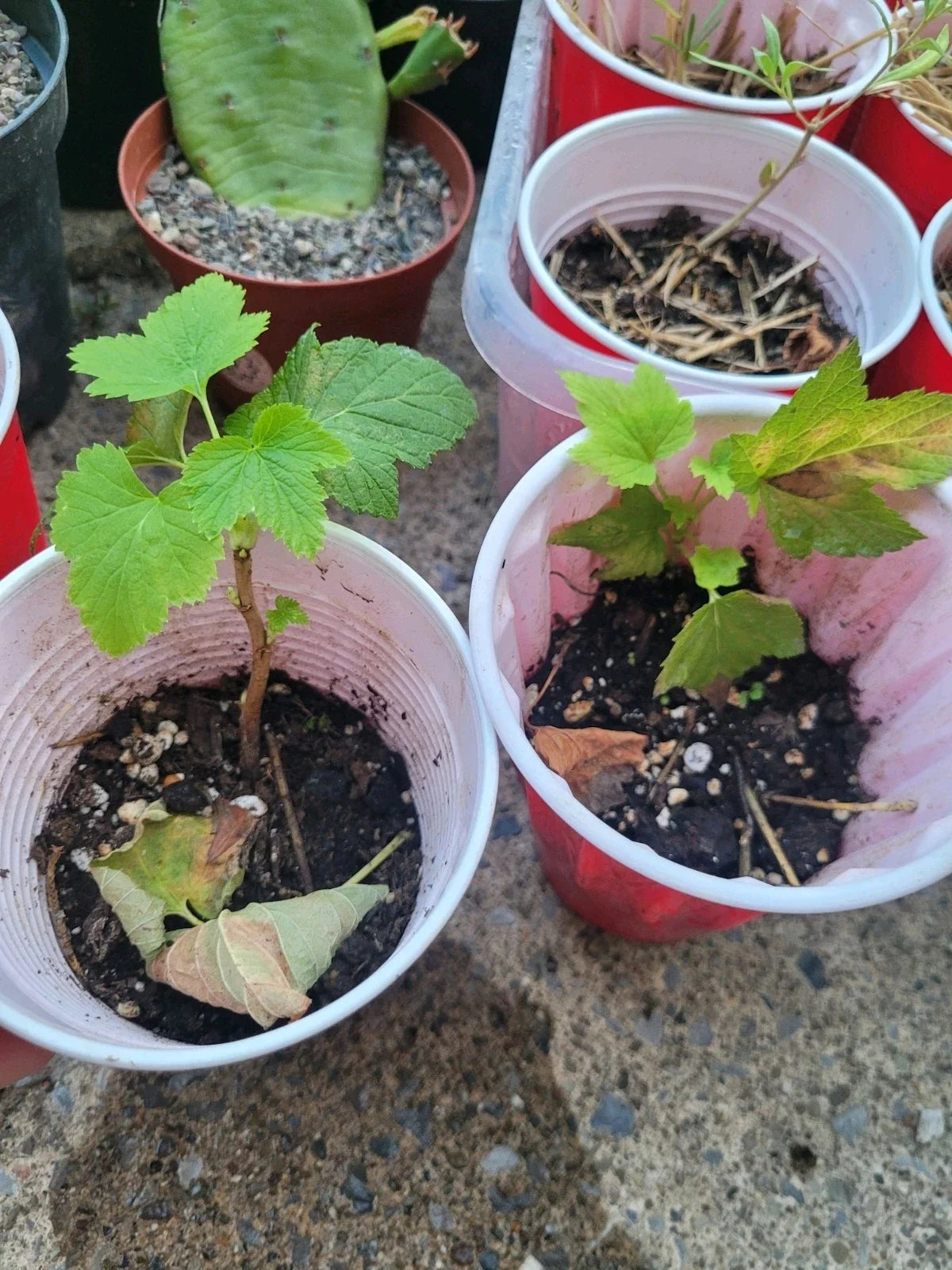 Black Currant Starter Plant Rooted Cutting Organic Ribes nigrum for Zones 3-8 - Perfect for Jams, Jellies, and Desserts