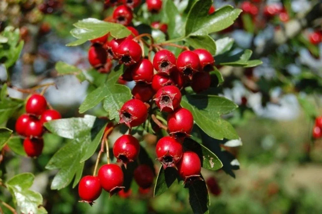 Hawthorn Live Plant 4" Pot Crataegus Monogyna Hardy Shrub for Landscaping Gardens Drought-Resistant Wildlife Habitat