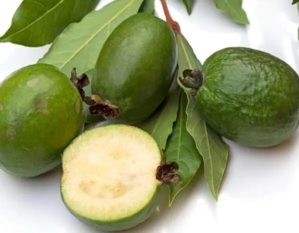 Pineapple Guava Seeds - 30 Count - Tropical Fruit - Acca sellowiana - Ideal for Planting in Home Gardens