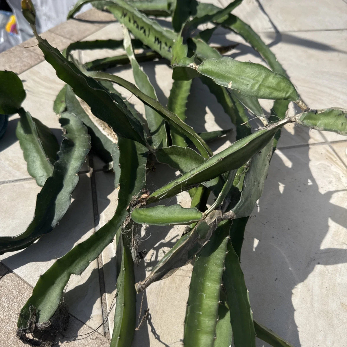 Dragon Fruit Cuttings Box - 8-14 Inches Long, Colorful Varieties - Hylocereus spp. - Ideal for Home Garden & Landscaping