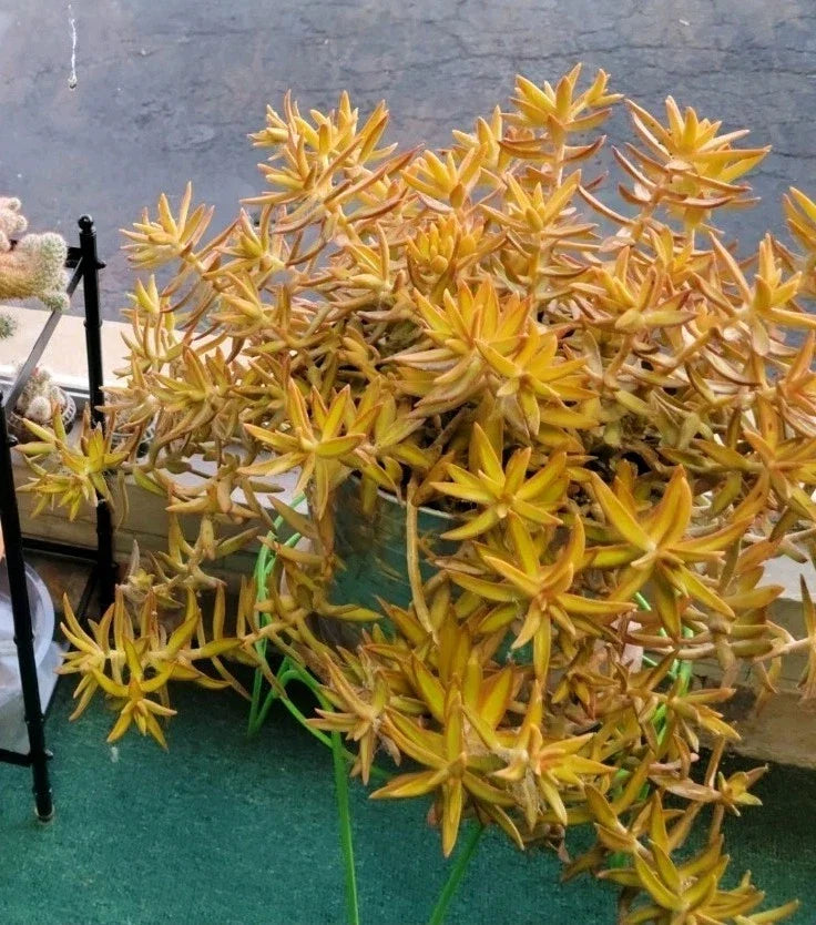 Sedum Adolphi Cuttings - 6 Coppertone Stonecrop Succulents - Vibrant Yellow-Orange Foliage for Indoor/Outdoor Gardening