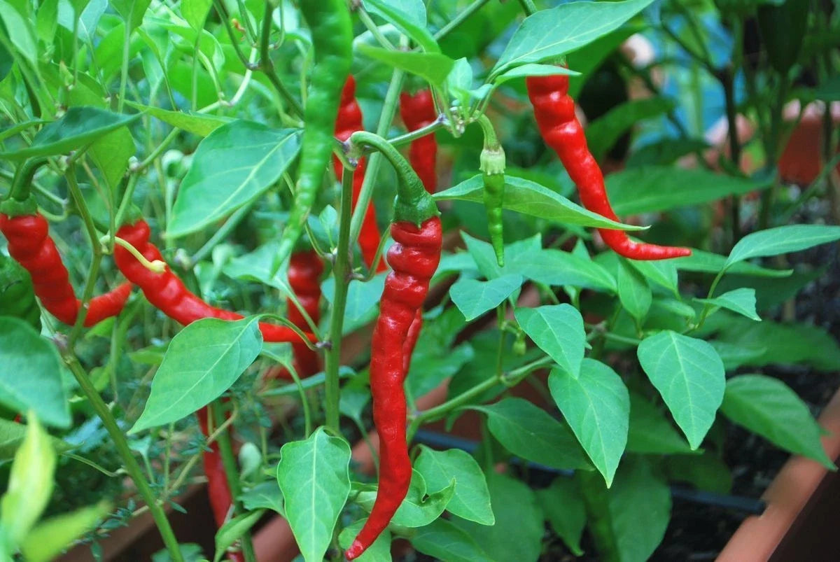 Cayenne Pepper Seeds, Non-GMO Heirloom, Capsicum annuum, Long Red Thin Variety, Perfect for Gardening and Culinary Use