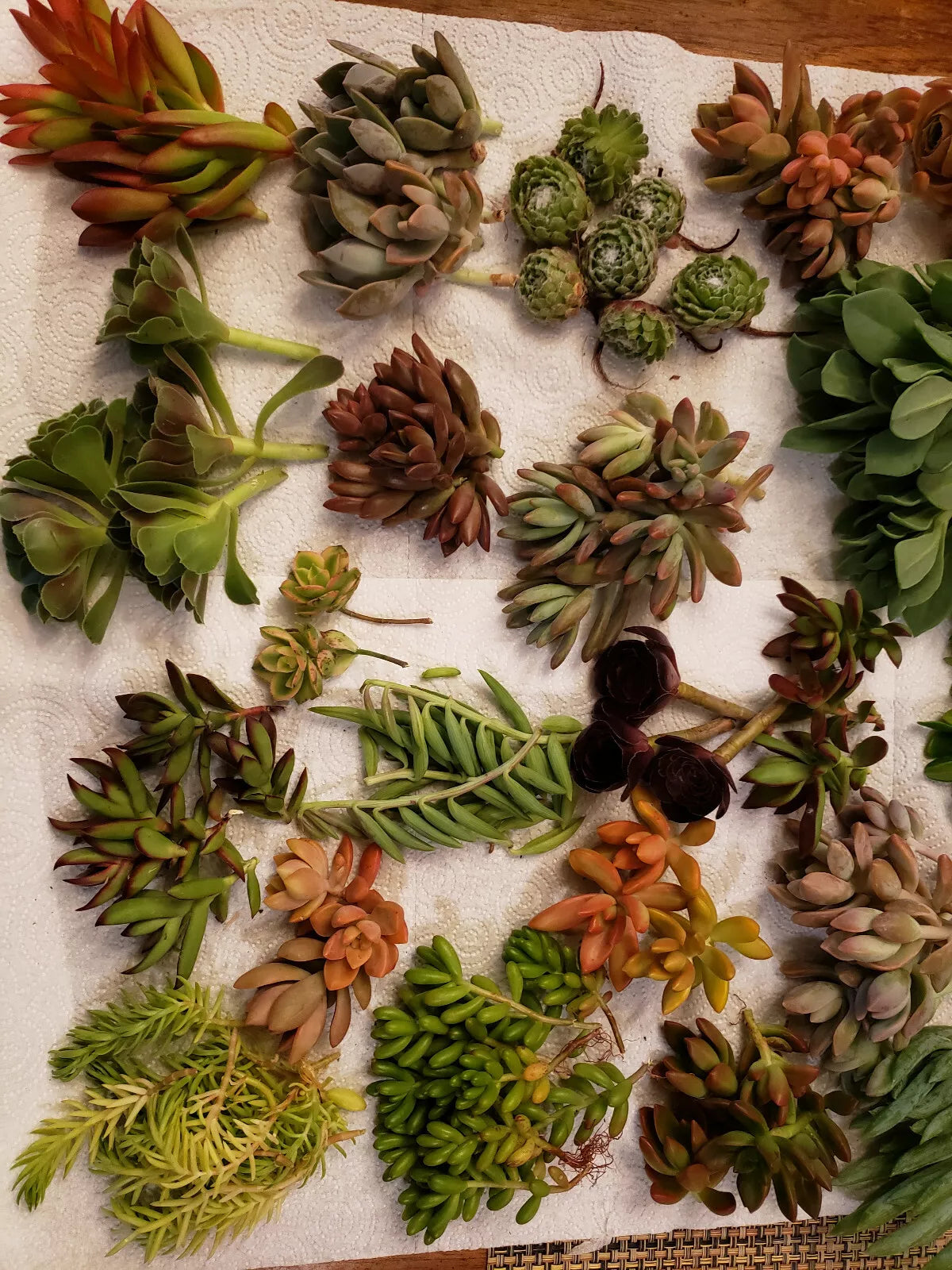 60 X-Large Succulent Cuttings Set - 40 Varietals for Gardening & Decor - Ideal for Terrariums & Gifts - Various Species