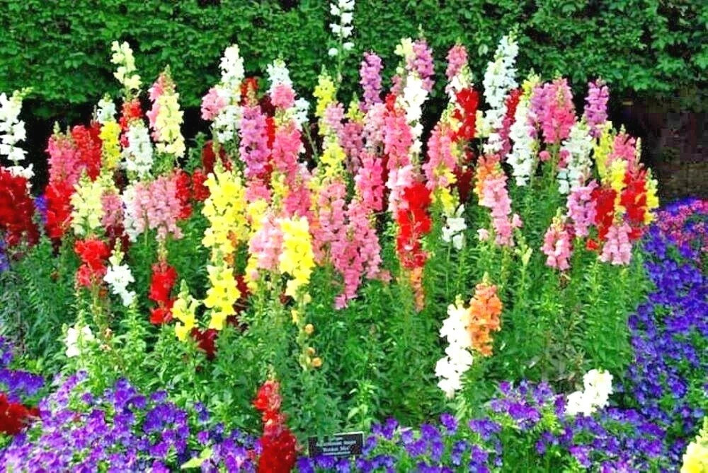 Snapdragon Flower Seeds - 2001+ Tetra Mix - Antirrhinum majus - Easy to Grow for Garden, Patio & Containers - Non-GMO