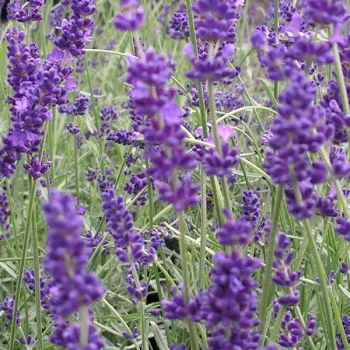 Lavender Herb Seeds - Vera Variety - Organic Culinary & Aromatic - Lavandula angustifolia - Packet of 100 Seeds