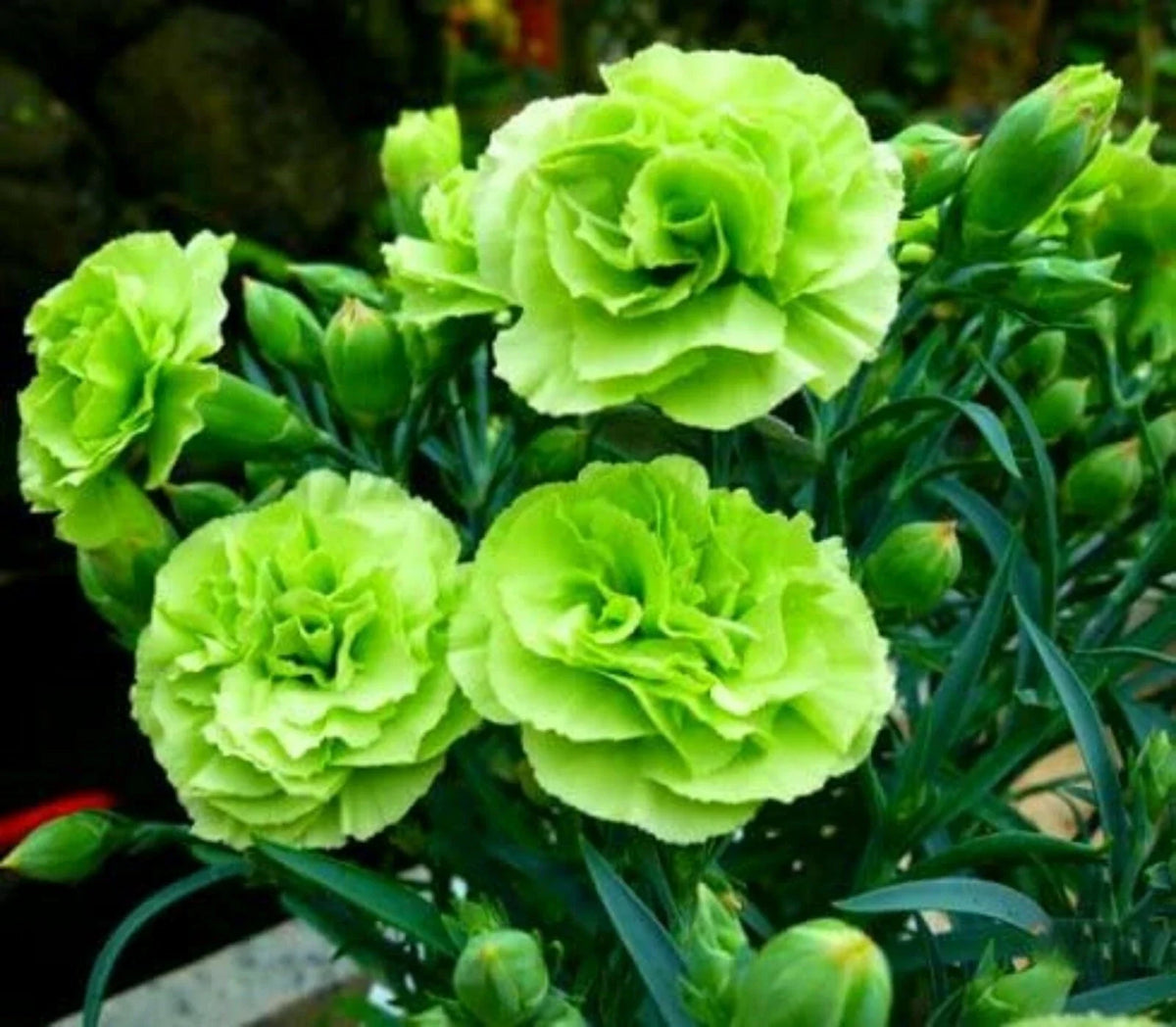 Bright Green Carnation Seeds - 100 Perennial Dianthus caryophyllus - Vibrant Flower Seeds for Garden Blooms
