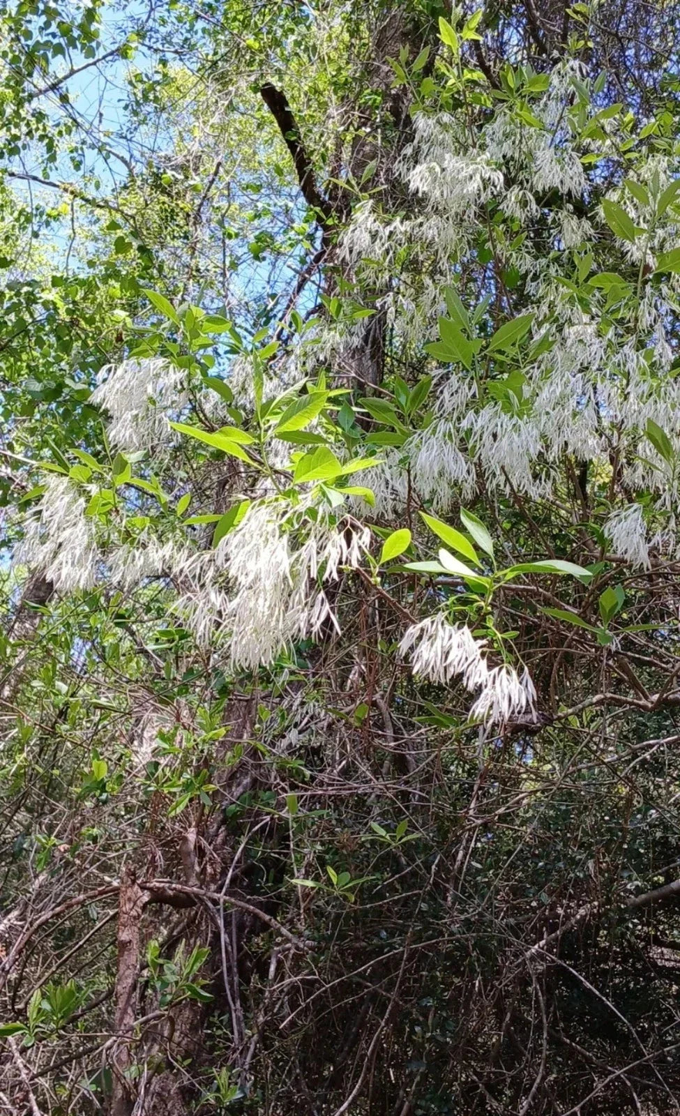 Fringe Tree Cuttings 5+ Rare Chionanthus Virginicus Live Plant - Deciduous with Fragrant White Flowers for Garden
