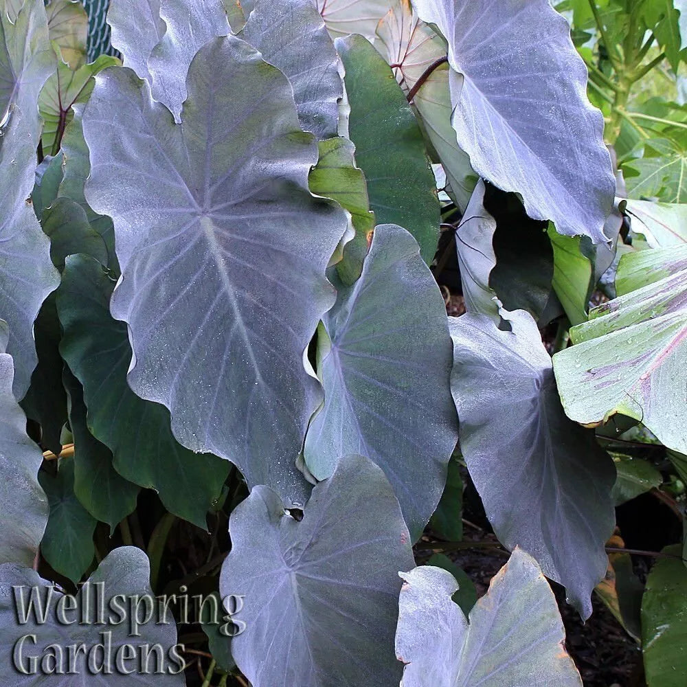 Black Ruffles Elephant Ear Live Plant - Unique Dark Leaves - Colocasia esculenta - Tropical Foliage for Garden or Indoor Use