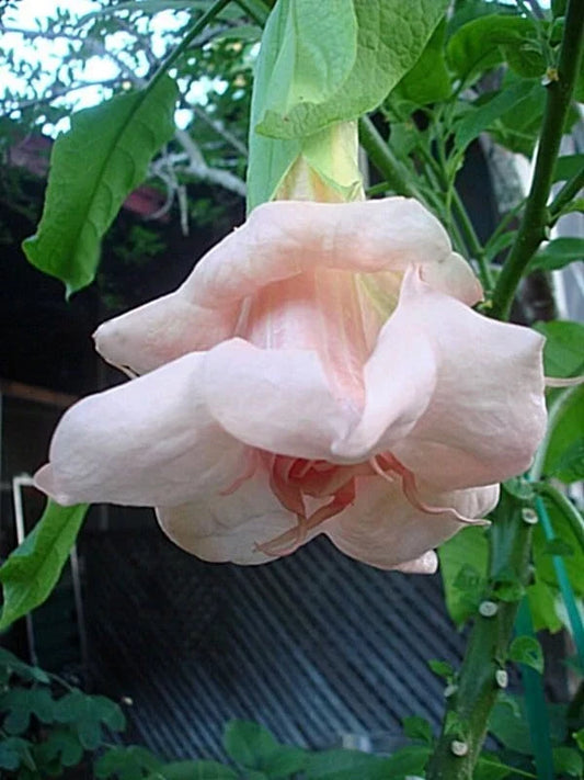 10 Baby Pink Angel Trumpet Seeds - Brugmansia Datura - Flower Seeds for Garden - Tropical Blooms for Outdoor Spaces