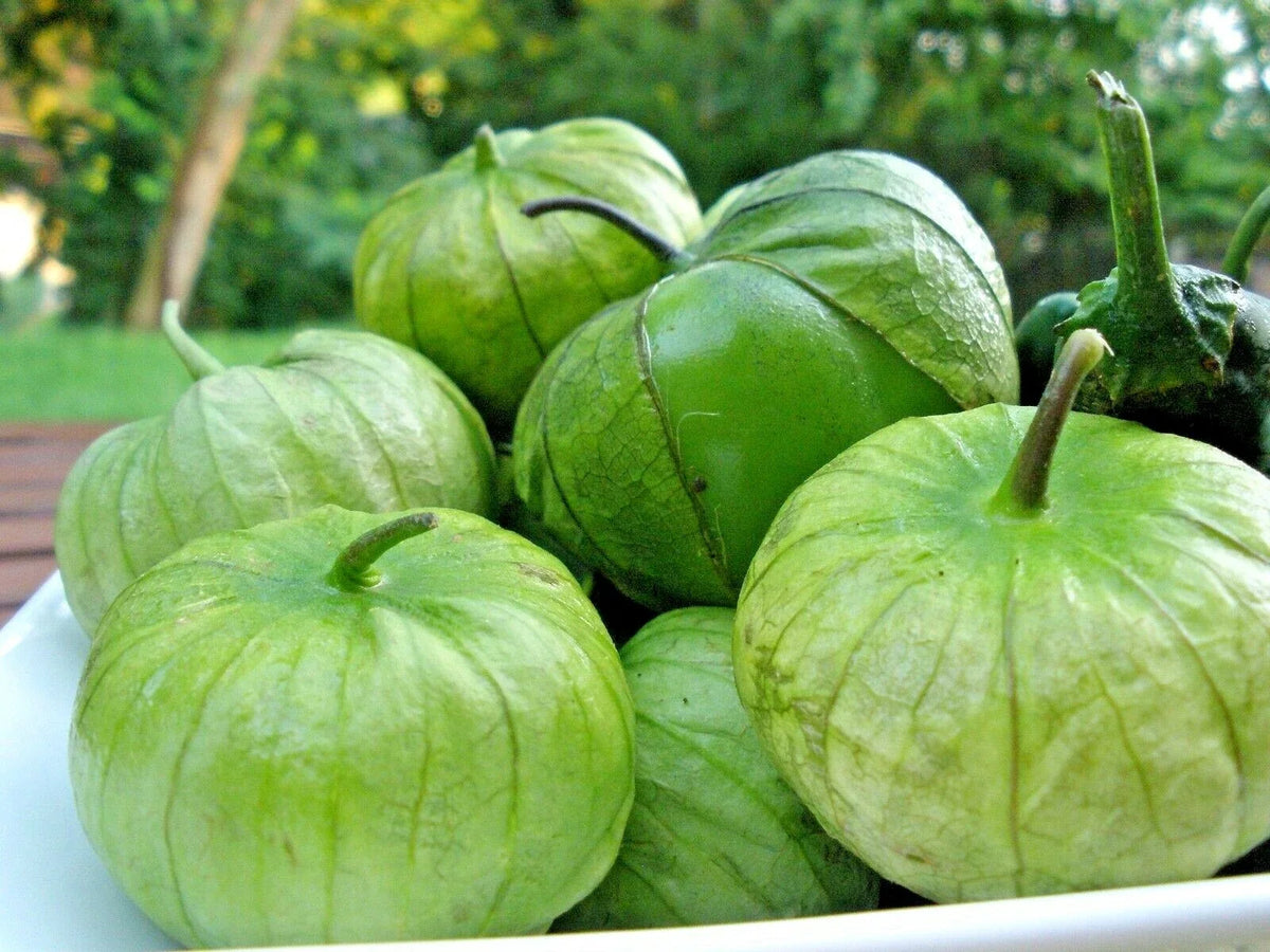 Tomatillo Seeds - 100+ Organic Gigante Variety - Physalis ixocarpa - Easy Grow Summer Vegetable for Container Gardening