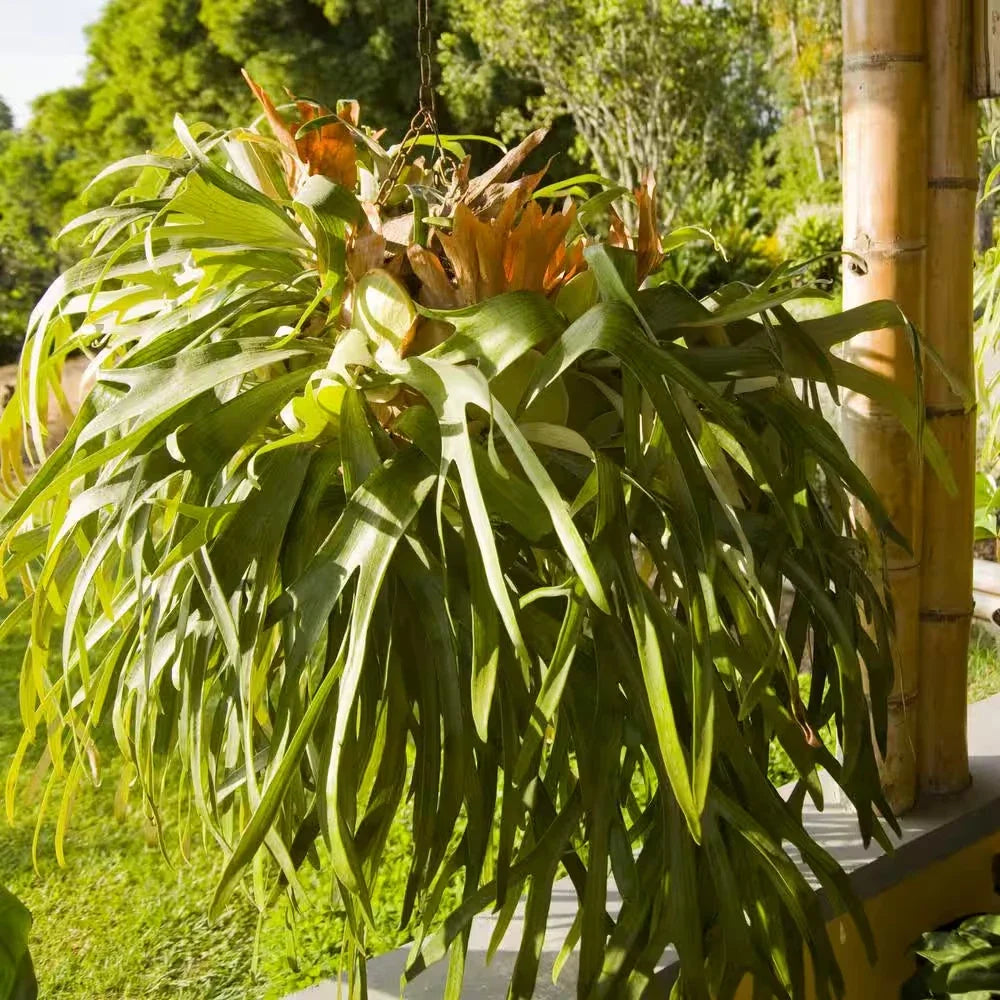 Staghorn Fern Plant 4 in. Unique Foliage Low Maintenance House Plant 3-Pack Platycerium spp. Indoor Air Quality Enhancer