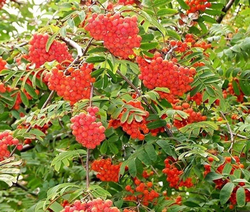 Mountain Ash Tree Seeds - 50 Seeds - Sorbus aucuparia - Hardy Ornamental Tree for Wildlife Gardens