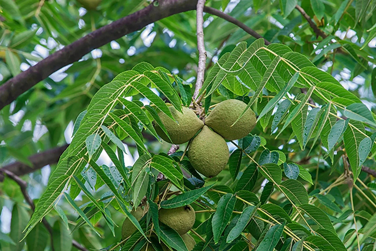 Black Walnut Tree Bare Root Sapling 12-24" Juglans nigra - Fast-Growing Edible Nut Tree for Timber Production