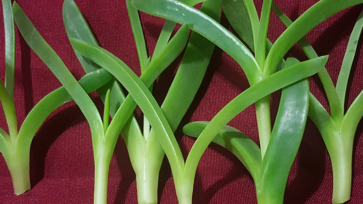 Live Ice Plant Cuttings - 6 Cuttings, Coastal Pig Face Succulent (Delosperma) - Drought-Tolerant, Low-Maintenance Garden Plants