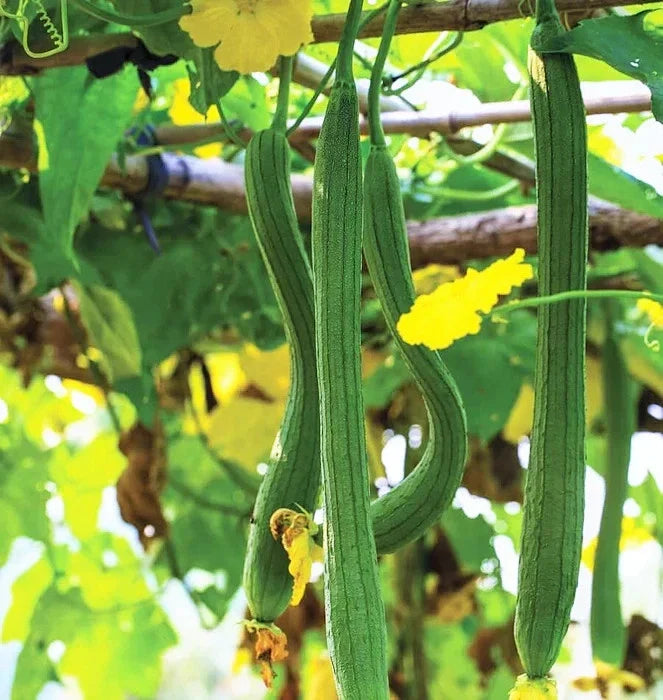 Extra Long Smooth Luffa Gourd Seeds - 20+ Count - Luffa cylindrica - Organic Non-GMO for Home Gardening 2025 Planting