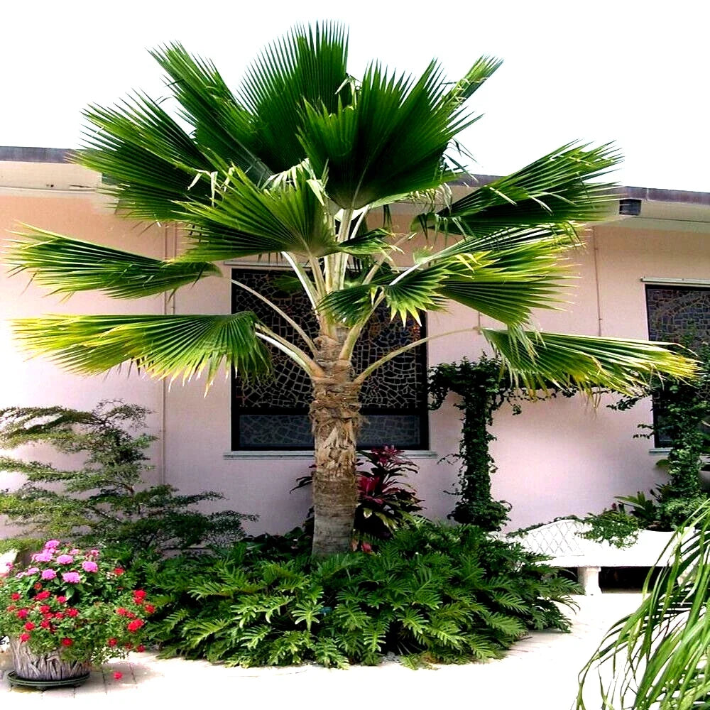 Fiji Fan Palm Tree Seeds - 20 Pack, Fast Growing Tropical Plant, Pritchardia pacifica for Indoor & Outdoor Gardens