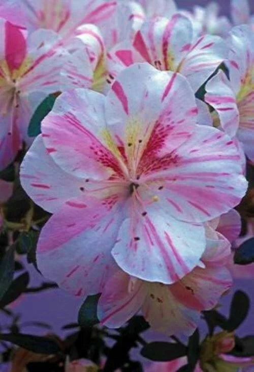 Azalea Starter Plant 4-Inch Pot White with Pink Stripes Rhododendron spp. Deciduous Flowering Plant for Garden