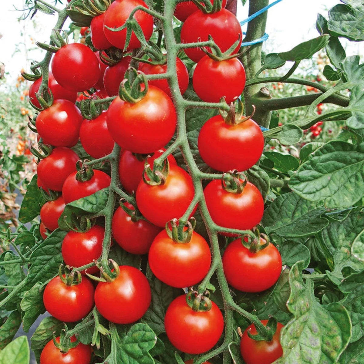 Cherry Tomato Seeds - 100+ Organic Heirloom Super Sweet Variety - Solanum lycopersicum - Non-GMO Gardening Seeds
