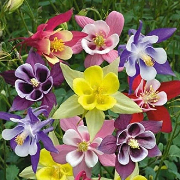 Giant Mix Columbine Seeds - 50 Perennial Flower Seeds - Aquilegia spp. - Vibrant Colors - US Seller
