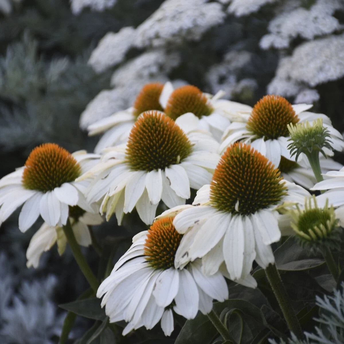 White Coneflower Seeds 200+ Count Echinacea purpurea Non-GMO Ideal for Garden Planting USA Shipping
