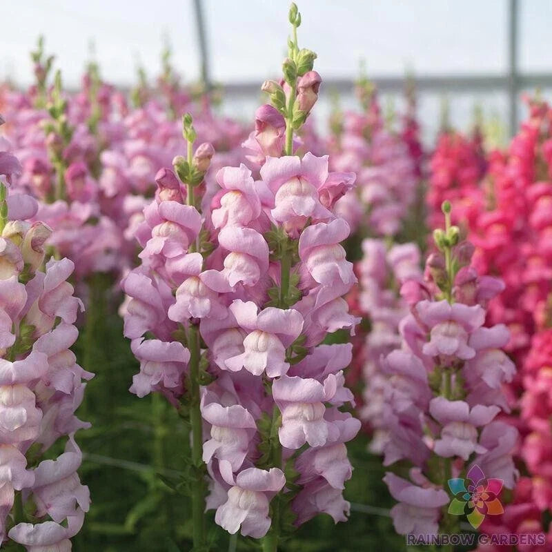 Lavender Snapdragon Seeds - 1000+ Count - Maryland Variety - Antirrhinum majus - Non-GMO - Free Shipping USA