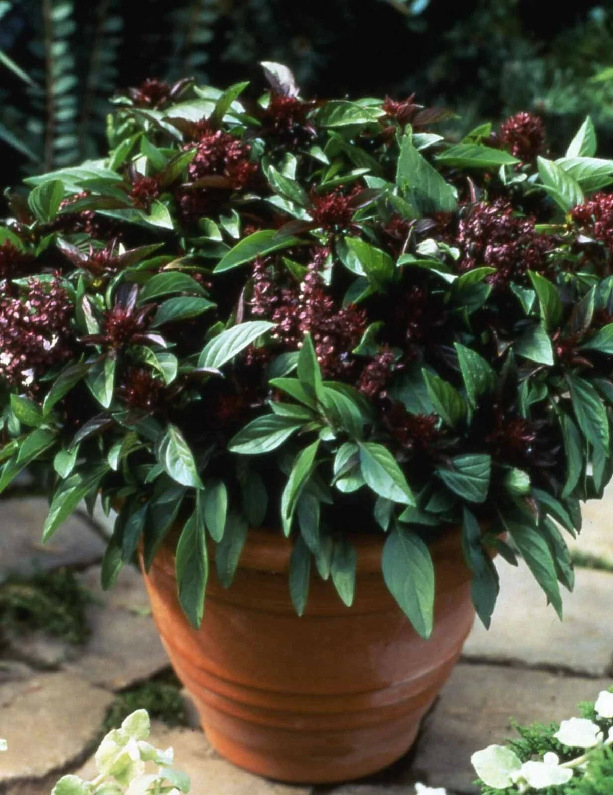 Basil Seeds 500 Count - Siam Queen Thai Basil - Non-GMO Culinary Herb - Ocimum basilicum var. thyrsiflora