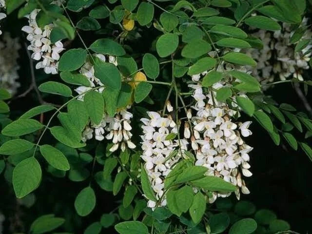 Black Locust Tree Seeds - 10 Pack, Fast Growing, Hardy, Fragrant - Robinia Pseudoacacia
