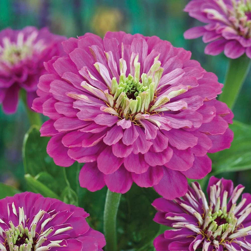 Zinnia Seeds 140 Count Purple Prince Zinnia elegans - Vibrant Flowers for Garden & Cut Arrangements - GroCo USA