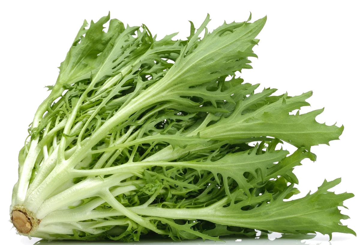 Green Curled Endive Seeds | Non-GMO Garden Seeds | Cichorium endivia | 200 Seeds for Salads & Garnishes