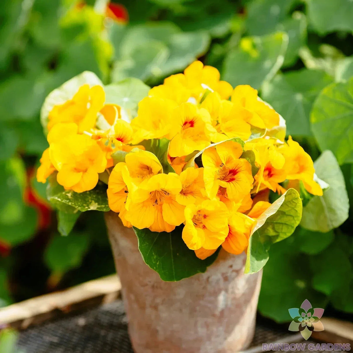 Alaska Gold Nasturtium Seeds - 50+ Premium Seeds - Tropaeolum majus - Edible Flowers - Bright Golden Yellow Color