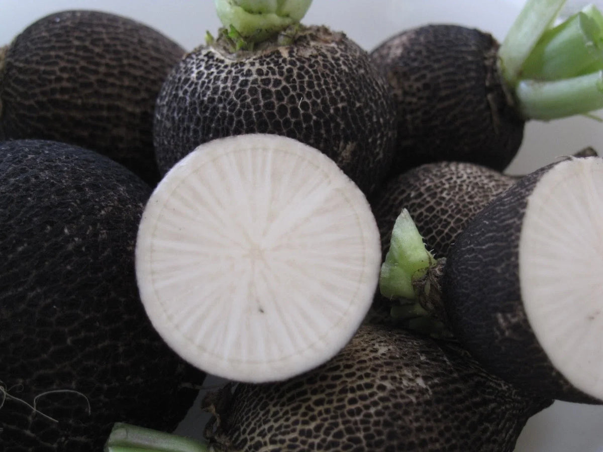 Black Spanish Radish Seeds - Heirloom Vegetable Seeds - Raphanus sativus - Non-GMO, Crisp Flavor for Salads and Pickling