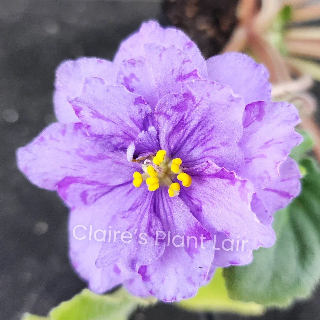African Violet Leaf Cutting - ND-Northern Palmyra - Saintpaulia ionantha - Easy to Propagate Indoor Plant for Beginners