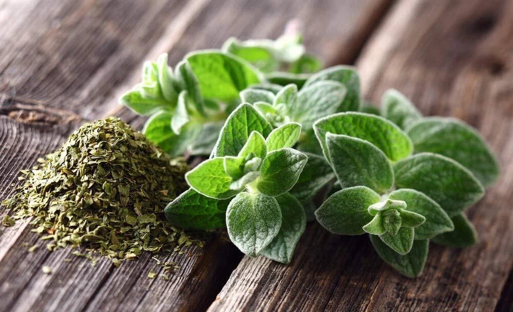 Oregano Seeds | 150+ Culinary Herb Seeds | Aromatic Flavor | Origanum vulgare | Easy to Grow for Cooking