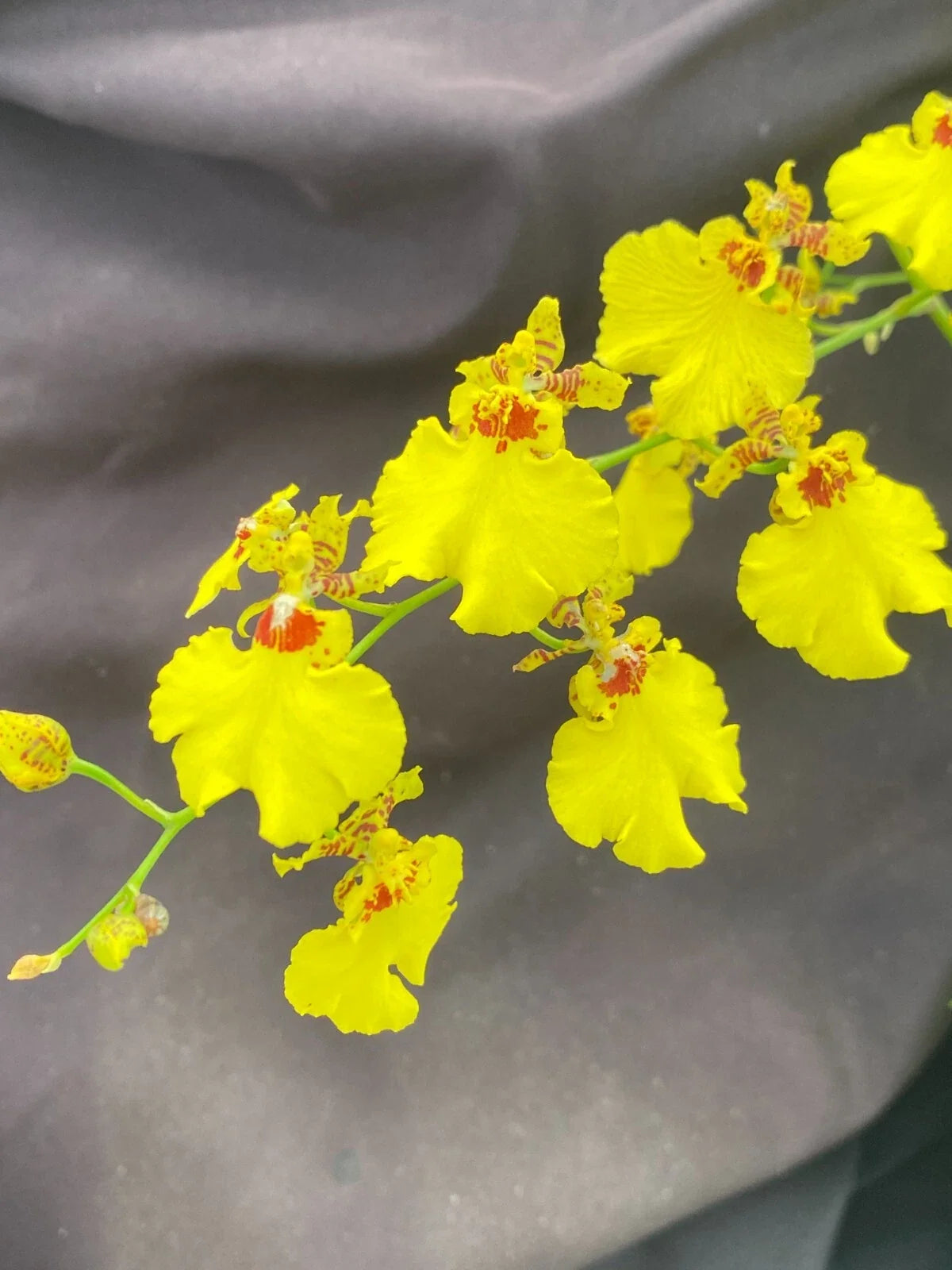 Dancing Lady Orchid Plant 2.5" Pot Oncidesa Gower Ramsey Exotic Blooms Indoor Houseplant