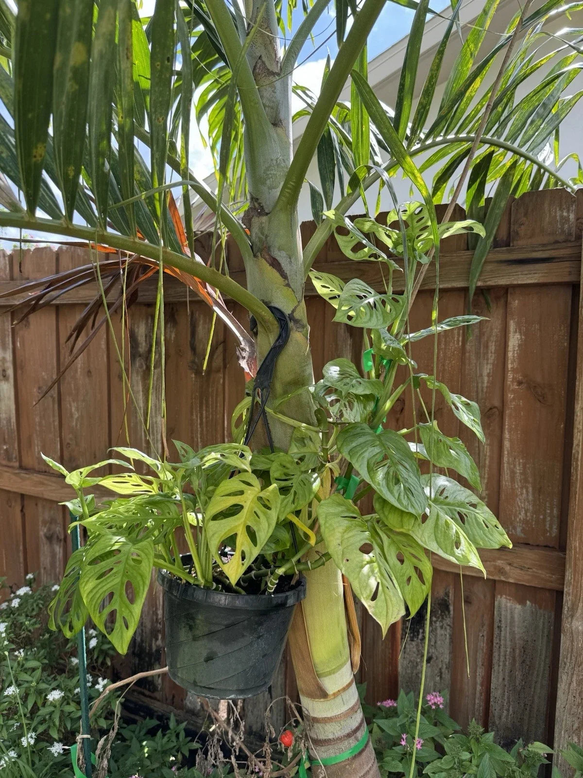 Monstera Cutting - Rooted Swiss Cheese Variety - Monstera adansonii - Indoor Houseplant for Low Light Decor