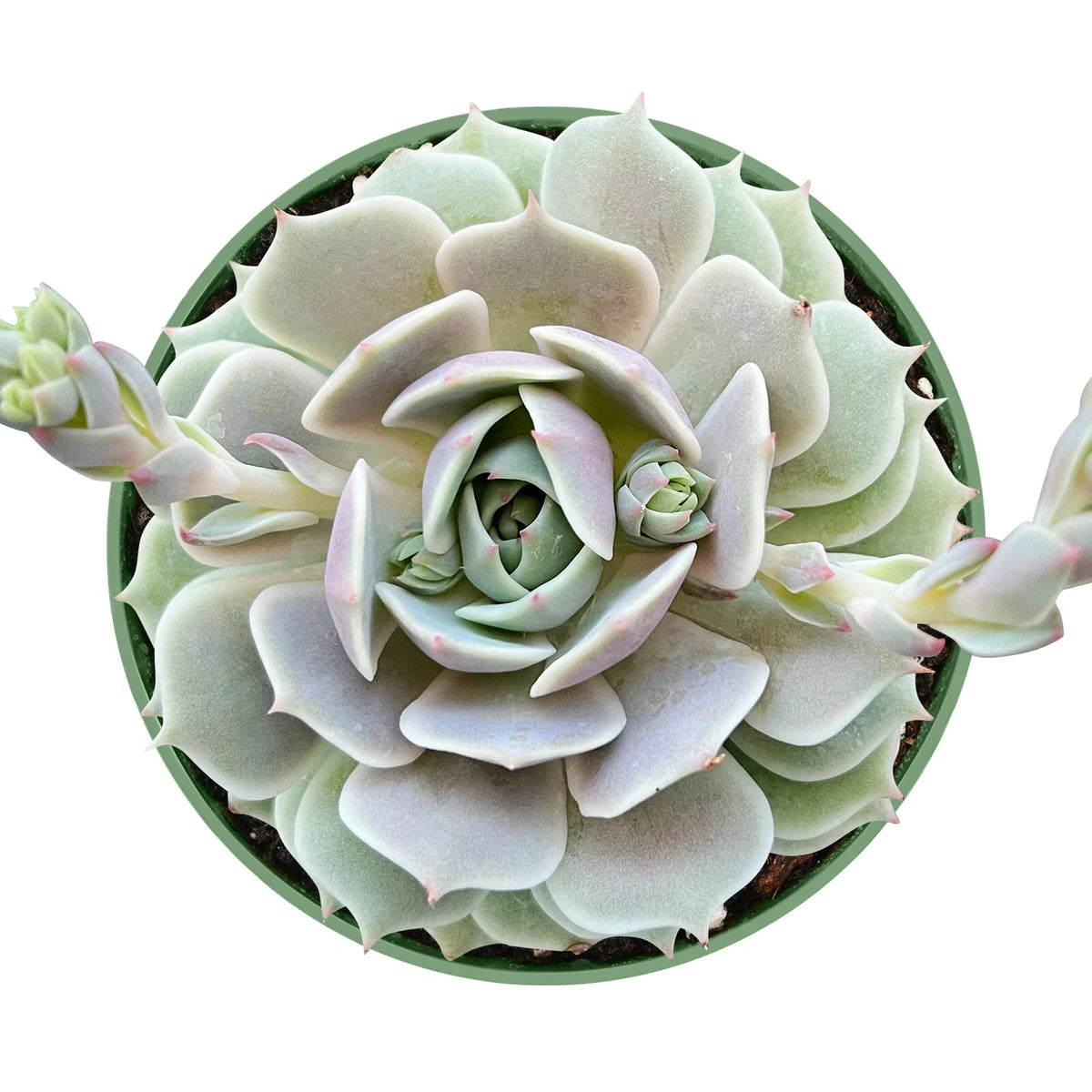 Echeveria Lola Succulent Plant in 4 Inch Planter Pot - Live Rosette Echeveria, Fully Rooted, Indoor/Outdoor Decor, Echeveria 'Lola'