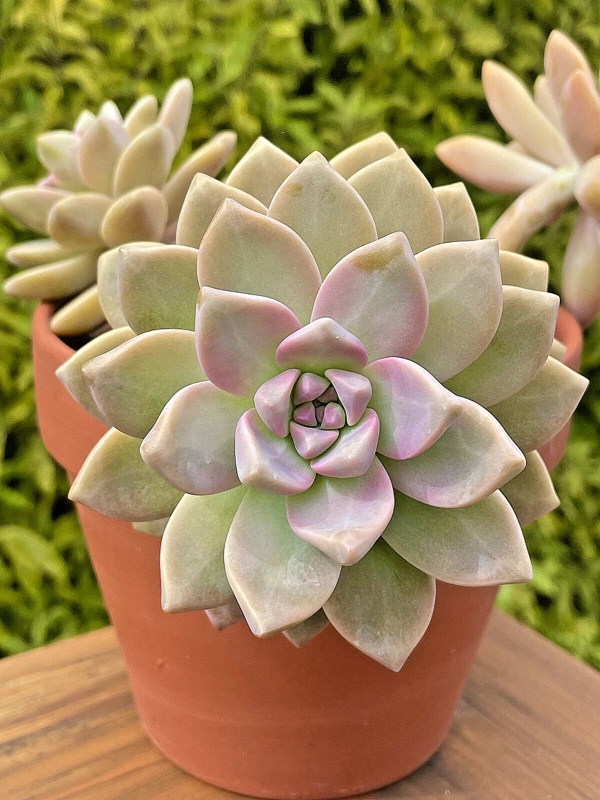 Graptosedum Ghosty Succulent Cutting - 3-Inch Unrooted Live Plant - Rare Graptosedum Hybrid for Home Decor and Gardening