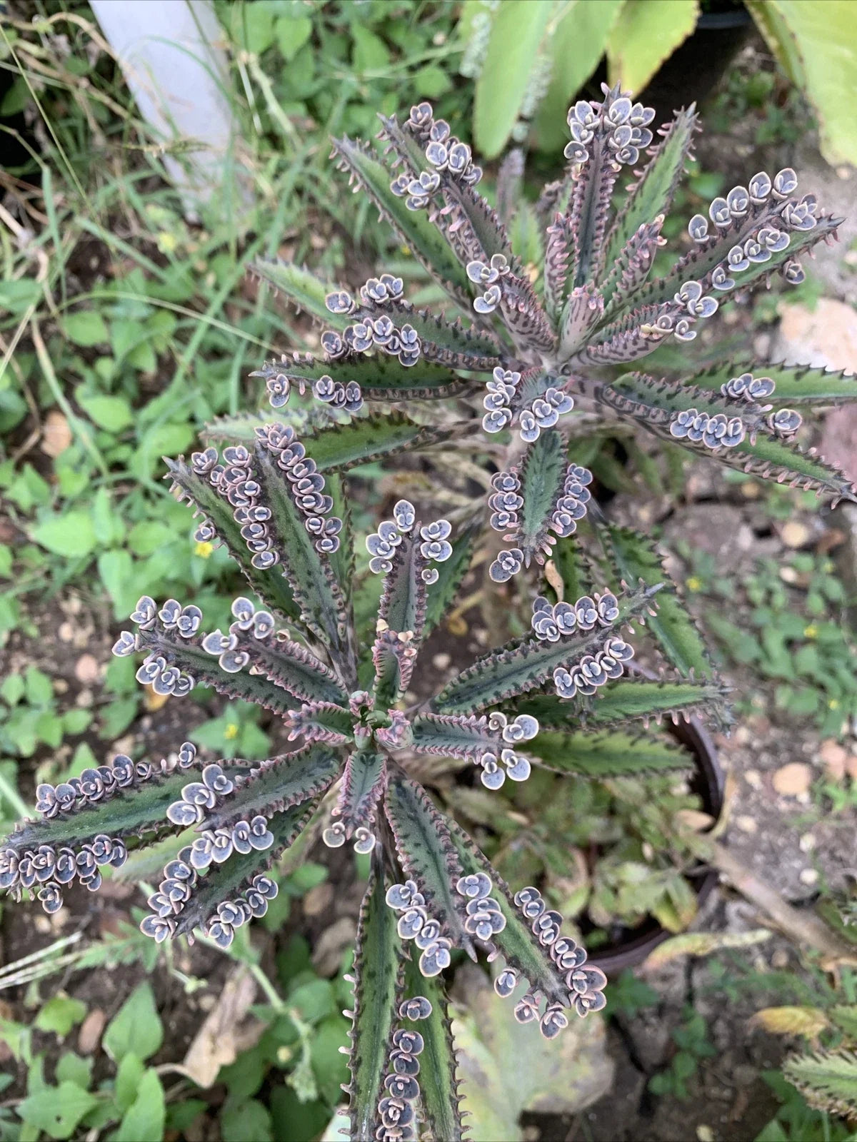 Mother of Millions Succulent Cuttings - 10+ Kalanchoe daigremontiana - Maternity Variety - Indoor Gardening