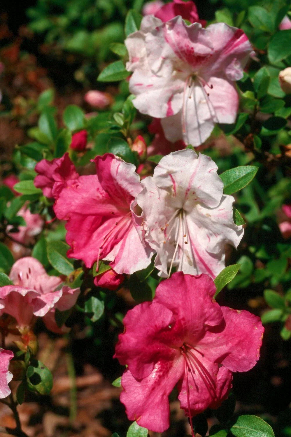 Azalea Starter Plant 1-Gallon Pot Multi-Color Blooms Rhododendron spp. Flowering Houseplant Low Maintenance Garden Plant
