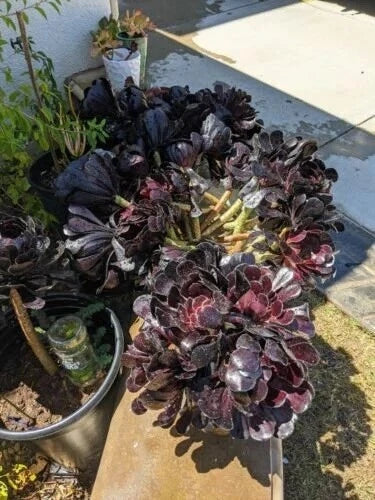 8" Cuttings Black Rose Aeonium arboreum 'Schwarzkopf' - Dark Purple Succulent for Home Decor & Gardening