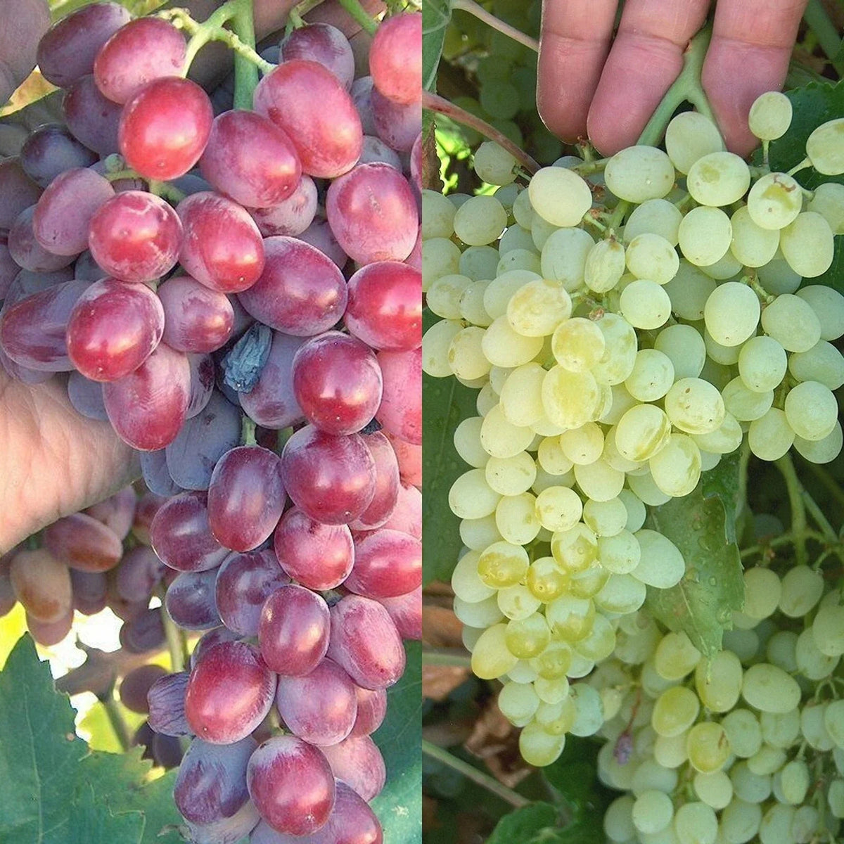 Crimson Thompson Vine Bare Root Plant - Seedless Table Grape - Vitis vinifera 'Crimson Thompson' - Sweet, Juicy Grapes for Garden