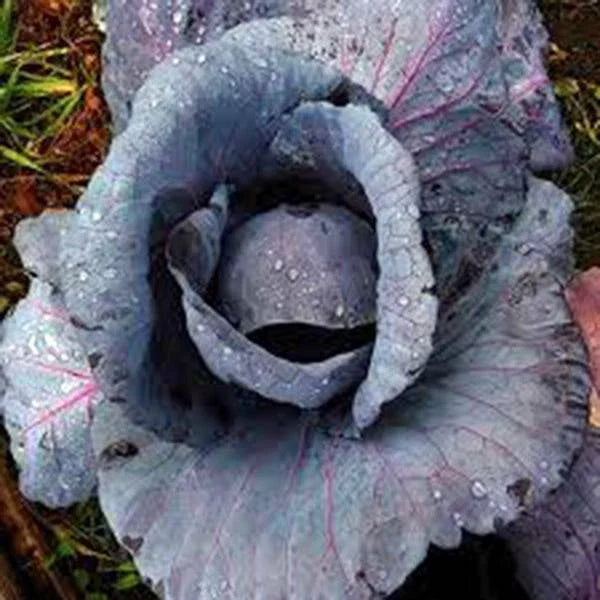 Cabbage Seeds 500 Count Red Acre Heirloom Non-GMO Brassica oleracea for Home Gardening and Abundant Harvests