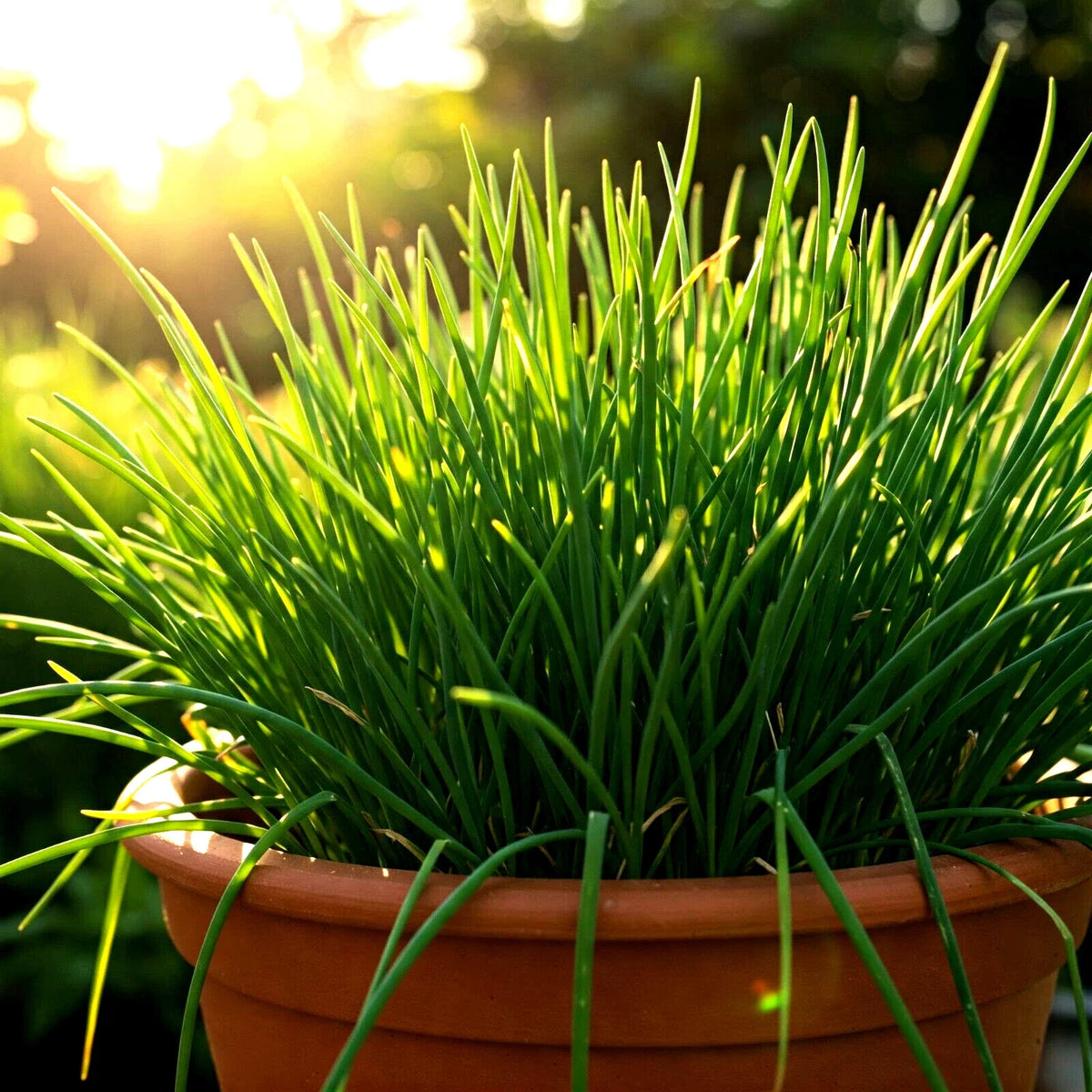 Chives Seeds 1000 Count Non-GMO Green Onion Allium schoenoprasum Perennial Herb for Garden