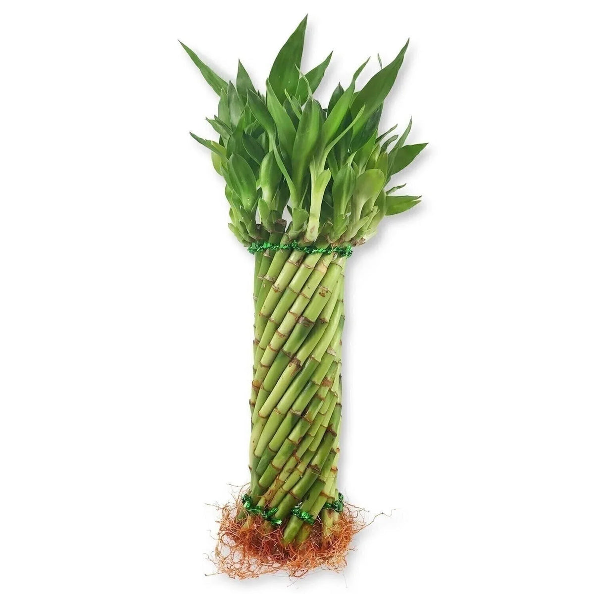 Lucky Bamboo Plant - 10 Inch Tornado Shape - Dracaena sanderiana - Live Indoor Plant - Ships Bare Root