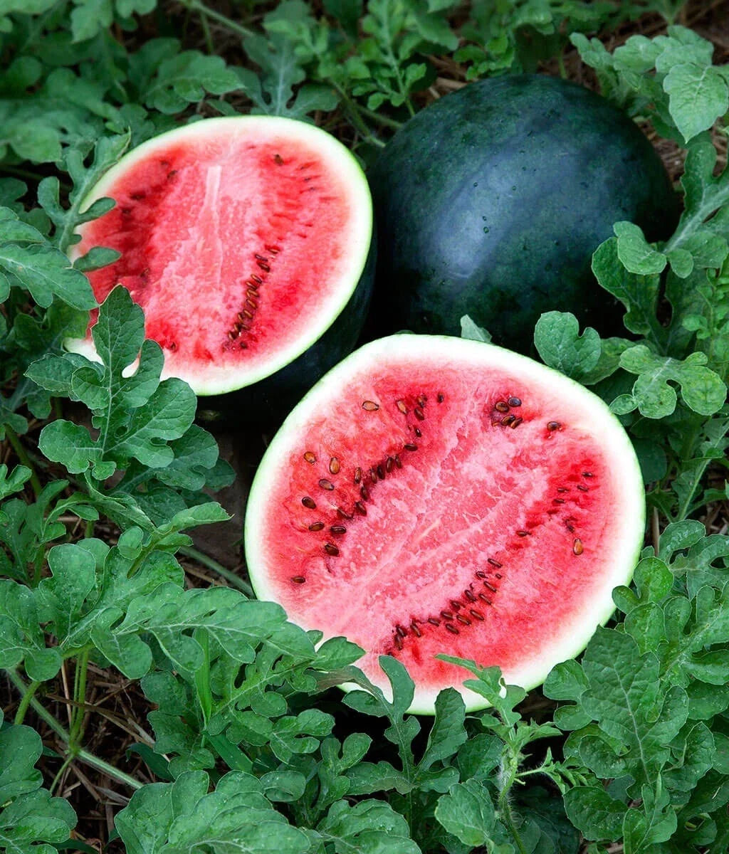 Sugar Baby Watermelon Seeds - 25 Non-GMO Seeds | Sweet Variety | Citrullus lanatus | Ideal for Small Gardens and Containers